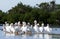 White Pelicans