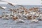 White pelicans