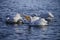 White Pelicans