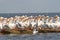 White Pelicans