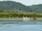 White Pelicans bask in the summer sun along the bluffs