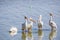 White pelicans at Chapala lake