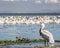 White pelicans at Chapala lake