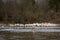 White Pelicans Congregate on River Shoreline in Winter