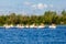 White pelicans in Danube Delta