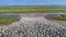 White pelicans in Danube Delta, Romania