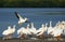 White pelicans at Ding Darling National Wildlife Refuge