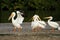 White pelicans at Ding Darling National Wildlife Refuge