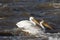 White pelicans flying over to far North for mating at Slave River, Pelican Rapids, Ft. Smith, Northwest Territories, Canada