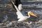 White pelicans flying over to far North for mating at Slave River, Pelican Rapids, Ft. Smith, Northwest Territories, Canada