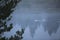 White pelicans, fog, on Snake River, Teton National Park, Wyomin