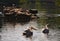 White pelicans - I - St James Park - London