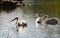 White pelicans - II - St James Park - London