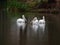White pelicans on a lake