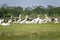 White Pelicans at Lake Naivasha, Great Rift Valley, Kenya, Africa