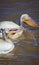 White pelicans with long beaks gracefully swimming in a tranquil body of water