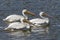 White Pelicans (Pelecanus erythrorhynchos)