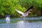 White pelicans (pelecanus onocrotalus)