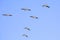 White Pelicans Soaring High In The Sky