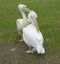 White pelicans, St. James Park, London