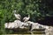 White pelicans in St James`s Park lake, London