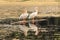 White pelicans standing on a tree trunk in a lake