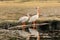 White pelicans standing on a tree trunk in a lake