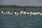 White pelicans taking flight over ocean