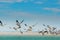 White Pelicans taking off of Florida\'s Beach