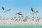 White Pelicans taking off of Florida\'s Beach