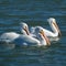 White Pelicans Trio Swimming at Sunset