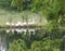 White Pelicans Wading In Sherwood Park 