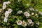 White Peonies bloom with a beautiful white flower. Springtide