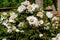 White Peonies bloom with a beautiful white flower. Springtide