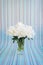 White peonies bouquet in a crystal vase on a striped background