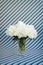 White peonies bouquet in a crystal vase on a striped background