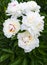 White peonies. Bouquet peony background. Beautiful flowers, peon