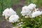 White peonies flowers