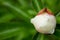 White peony bud on a green bush. cultivation and farming.