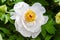 White peony flower close up