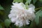 A white peony flower in closeup view