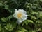 White Peony Flower with Dew in A Garden in Luoyang City