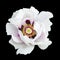 White peony flower macro photography isolated