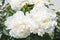 White peony flower petal blossom garden plant flora bouquet detail natural