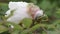 White peony flower after rain