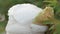 White peony flower after rain