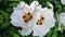 White peony flowers, close-up