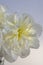 White peony flowers with light golden centers on a white and grey background.