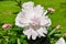 White peony in garden of Farmer palace in Alexandria park, Saint Petersburg, Russia