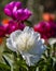 White peony kararra close-up blooms against the background of other varieties